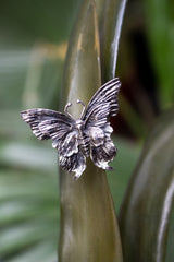 Wings of Wild Reverie, AR- 7444
